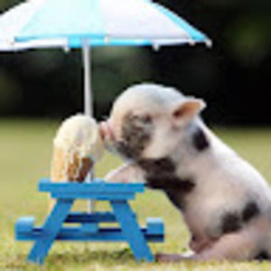 Meet your Posher, Bea